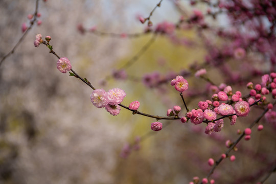 重瓣榆叶梅