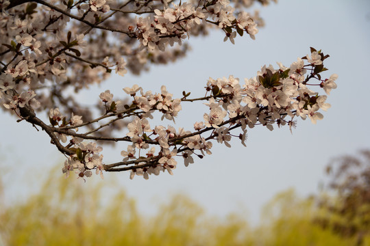 樱花