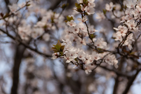 樱花