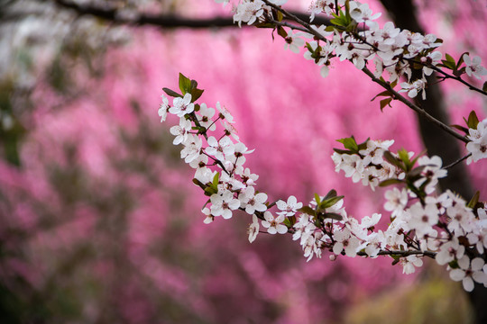 樱花