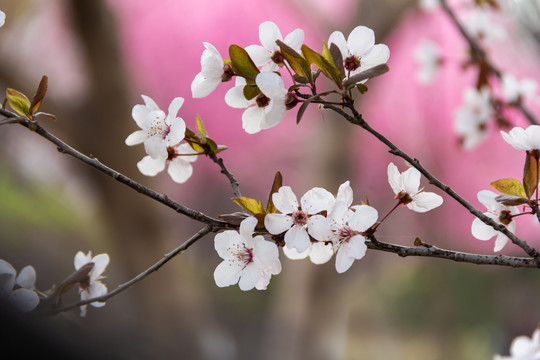 樱花