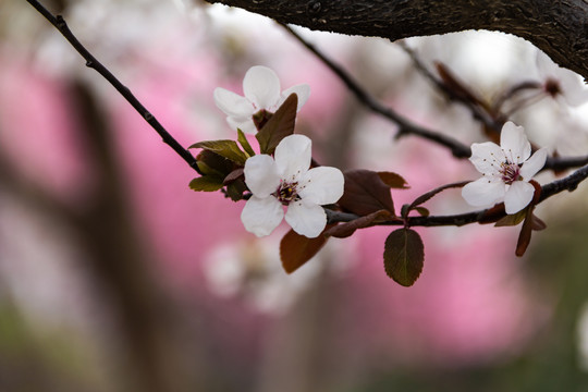 樱花