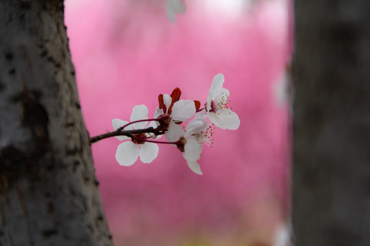 樱花