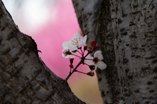 樱花