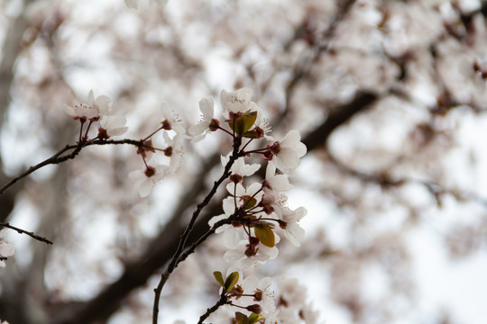 樱花