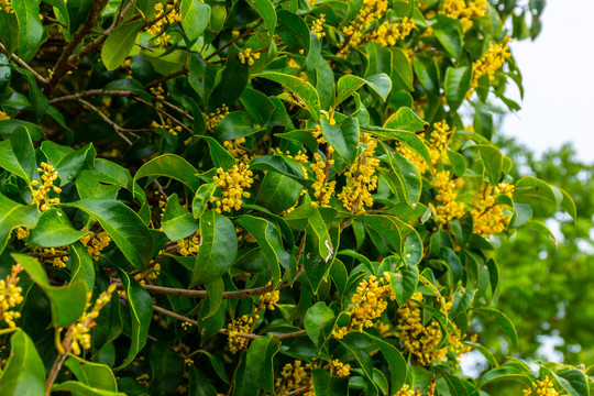 桂花树