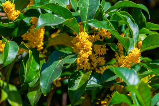 桂花树