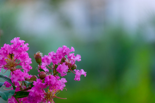 紫薇花