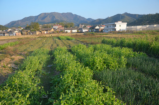 广东农村