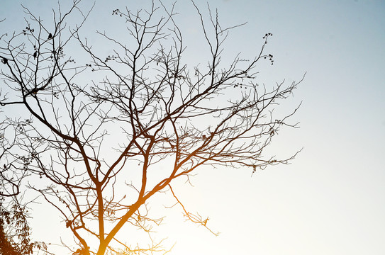 夕阳树木小鸟