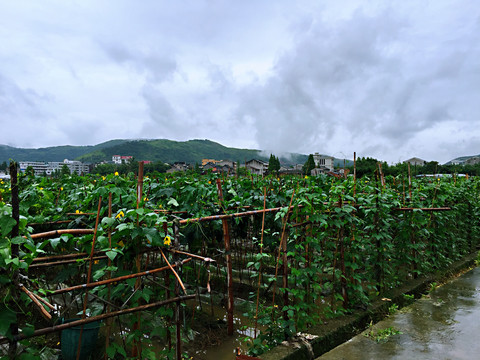 雨后田园风景