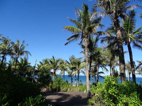 海滩椰树蓝天