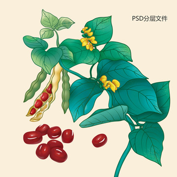 插畫紅豆