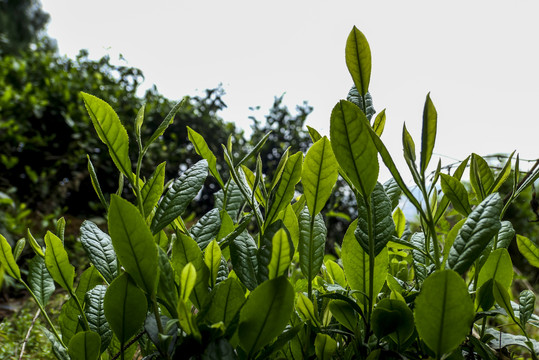 古树茶春茶新茶