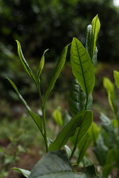 古树茶春茶新茶