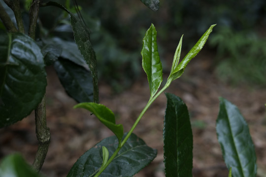 古树茶春茶新茶