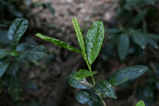 古树茶春茶新茶