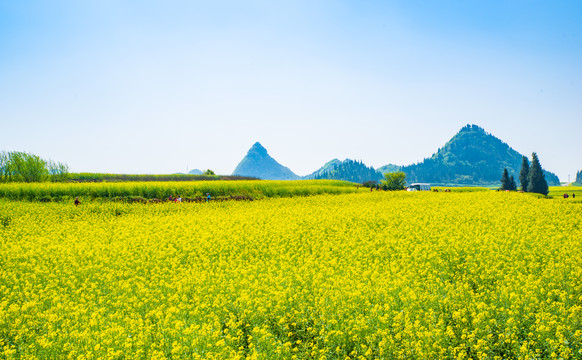 乡村油菜花