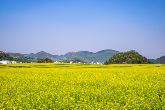 油菜花花海