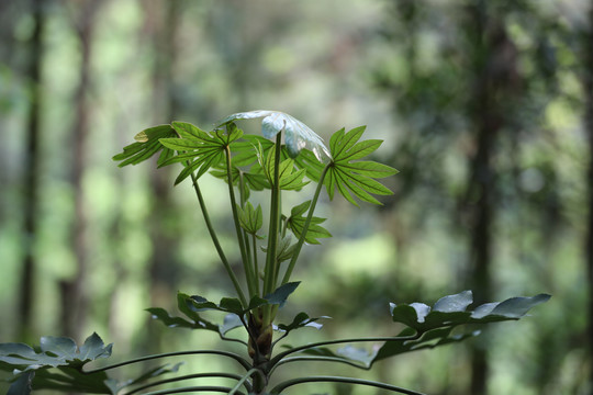 绿色植物叶子