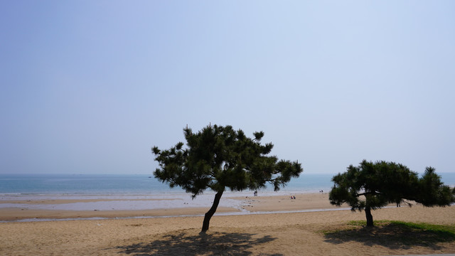 海边松树