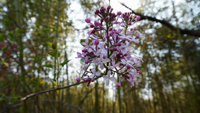 丁香花