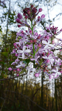 丁香花