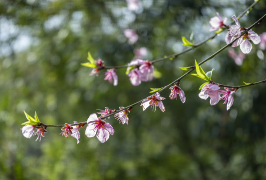 桃树开花