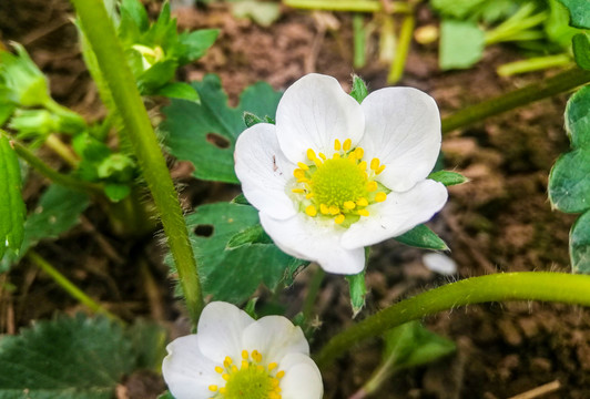 草莓开花