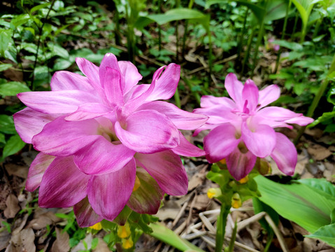 延药睡莲