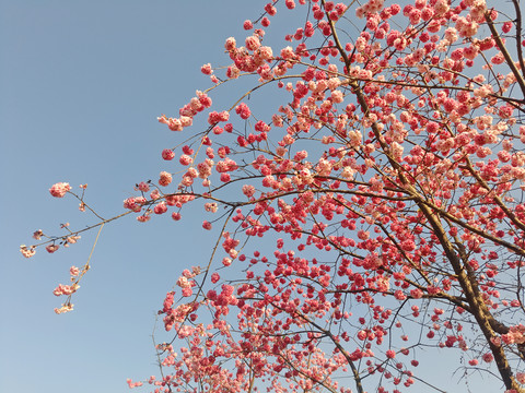 樱花