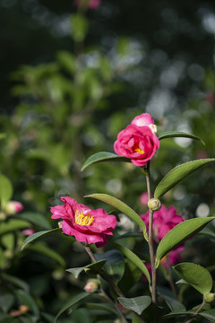 红色山茶花