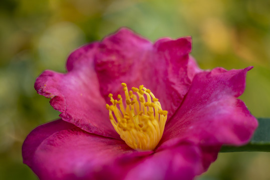 红色茶花花蕊