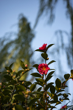 红色茶花树