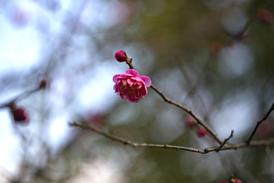 一朵红色梅花