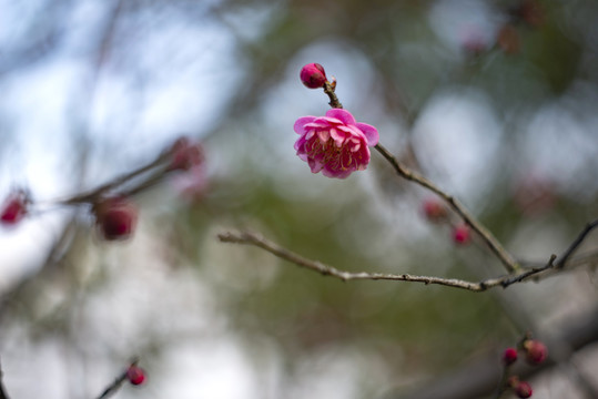 红色梅花花枝