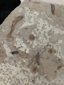 黾脩化石标本