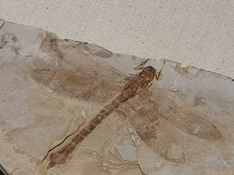蜻蜓化石标本