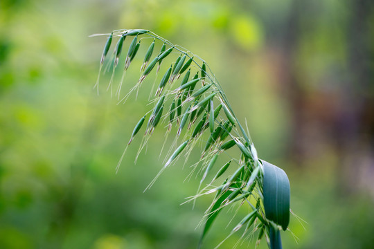 野燕麦