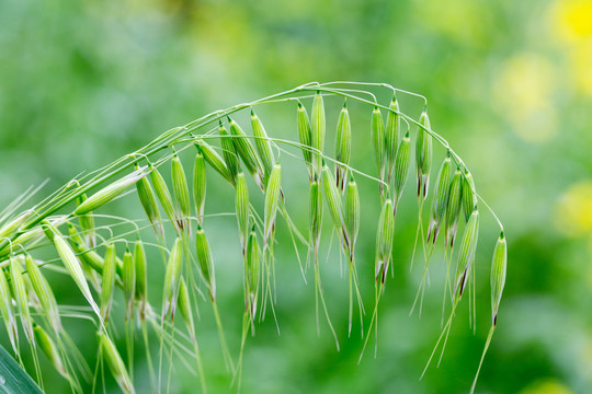 野燕麦