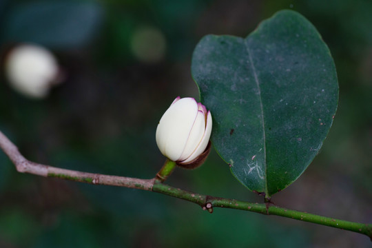 含笑花