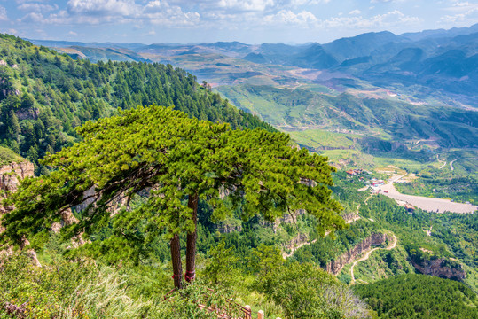 中国山西大同北岳恒山姐妹松