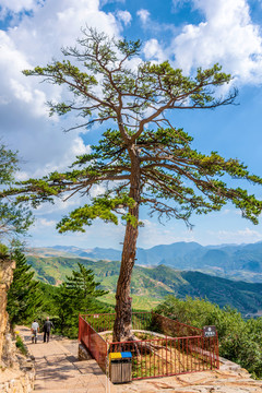 中国山西大同北岳恒山虎口悬松