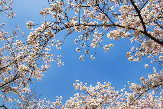 天空樱花