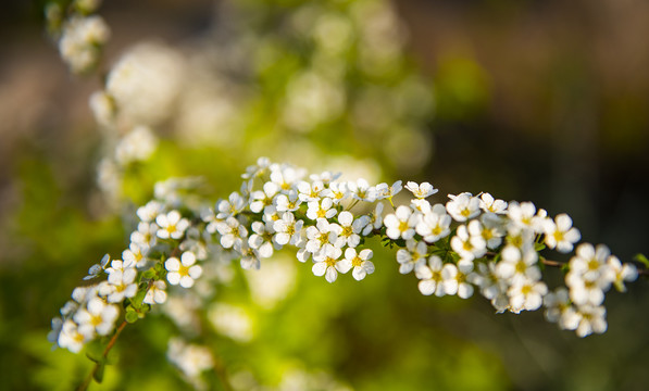 白色的花卉特写