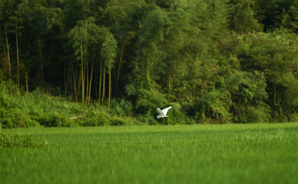 白鹭飞鸟