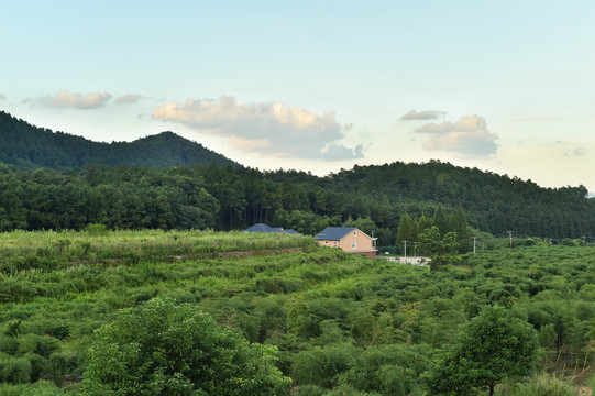 山湖树林