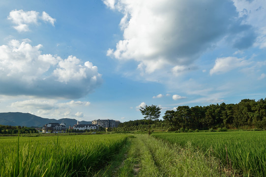 绿稻田