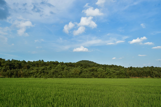 绿稻田