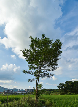 山湖树林